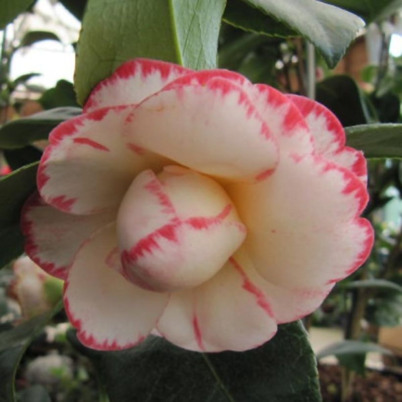 Camélia japonica Margaret Davis (Floração)