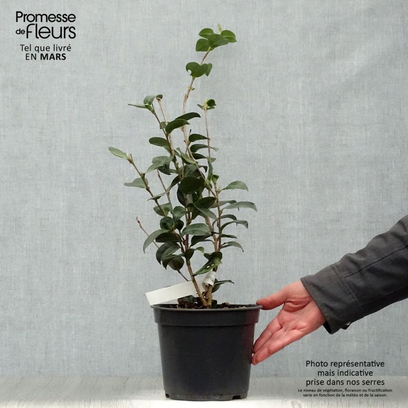Spécimen de Camellia sasanqua Belinda - camélia d'automne Pot de 4L/5L tel que livré au printemps