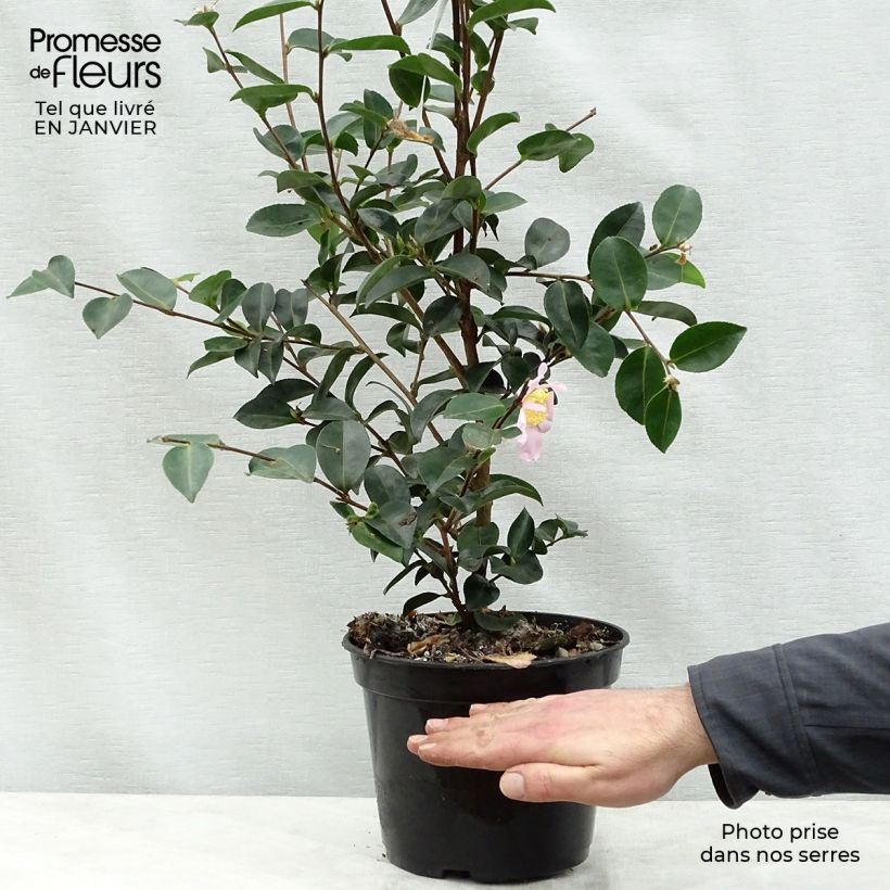 Spécimen de Camélia d'automne - Camellia sasanqua Plantation Pink Pot de 4L/5L tel que livré en hiver
