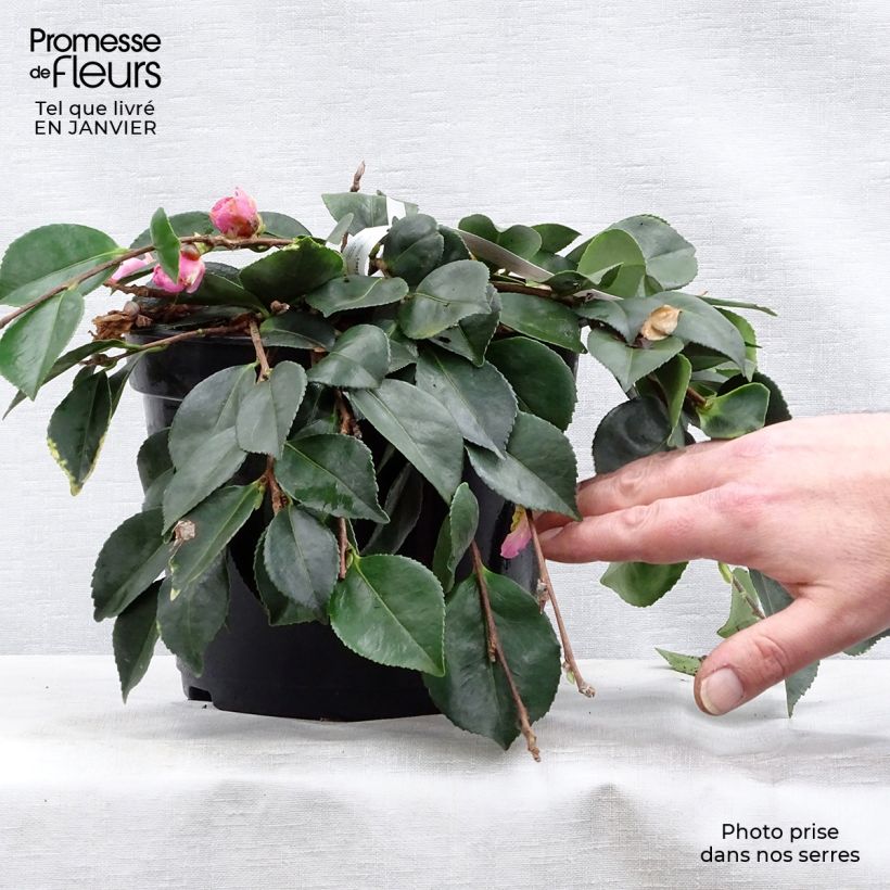Spécimen de Camélia d'automne - Camellia sasanqua Waterfall Pink Pot de 4L/5L tel que livré en hiver