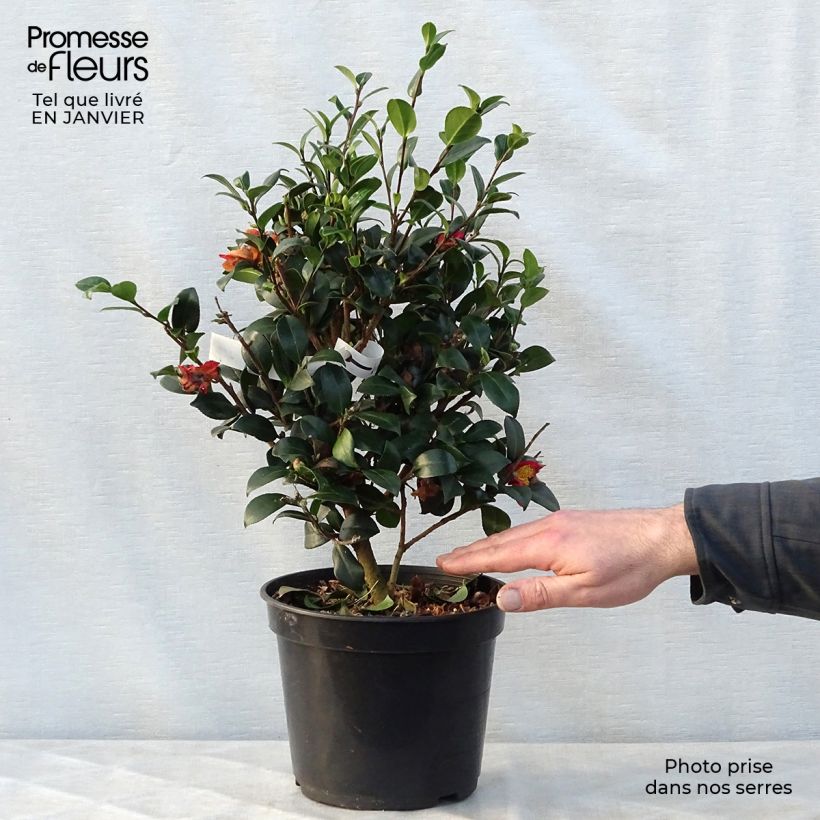 Spécimen de Camélia d'automne - Camellia sasanqua Yuletide Pot de 4L/5L tel que livré en hiver