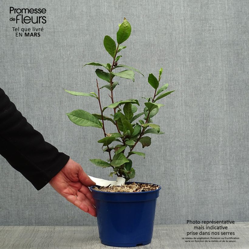 Spécimen de Camellia sinensis Théojardin - Théier Pot de 2L/3L tel que livré au printemps