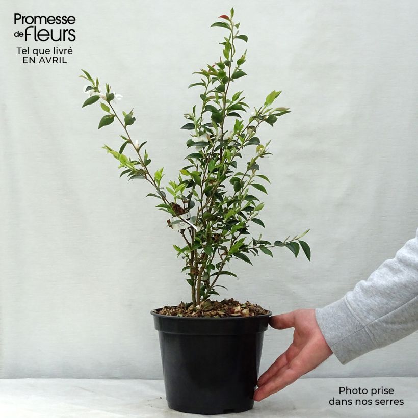 Spécimen de Camellia transnokoensis - Camélia botanique Pot de 4L/5L tel que livré au printemps