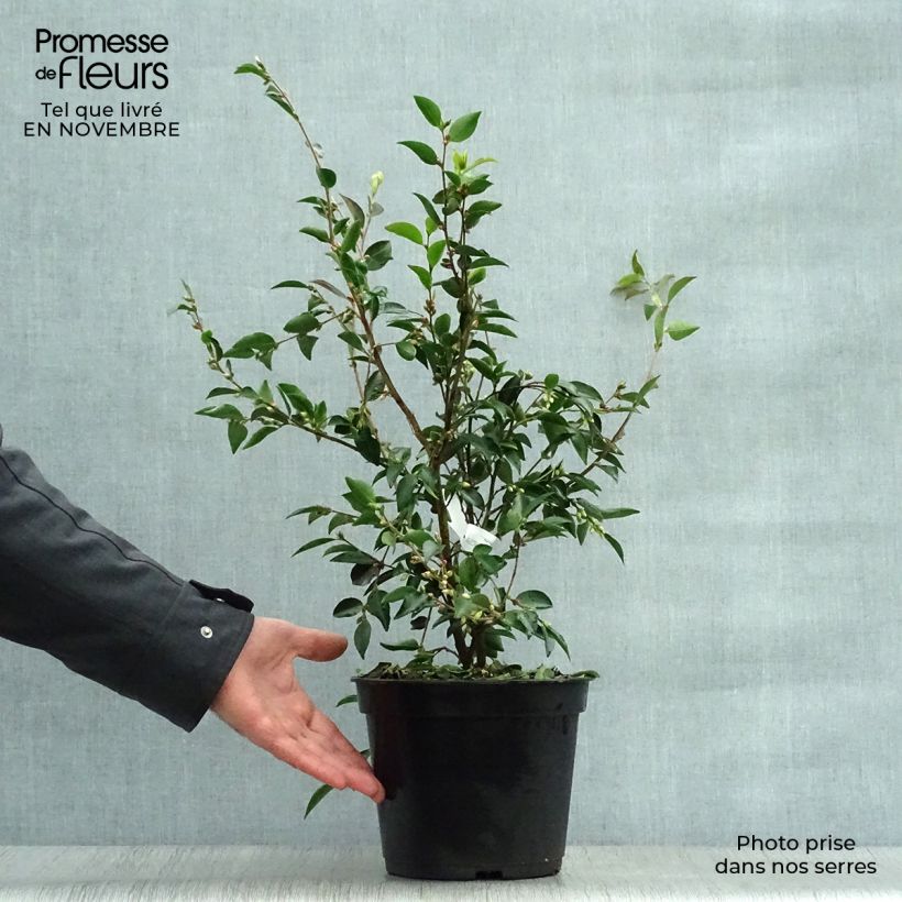 Spécimen de Camellia transnokoensis - Camélia botanique Pot de 4L/5L tel que livré en automne