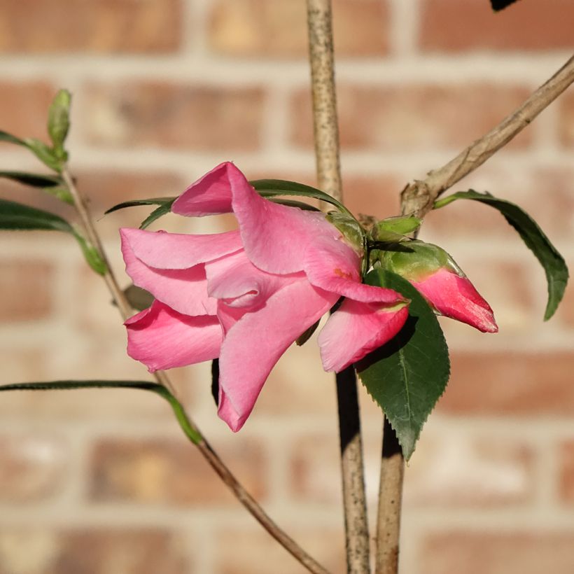 Camélia Tulip Time - Camellia (x) williamsii (Floraison)
