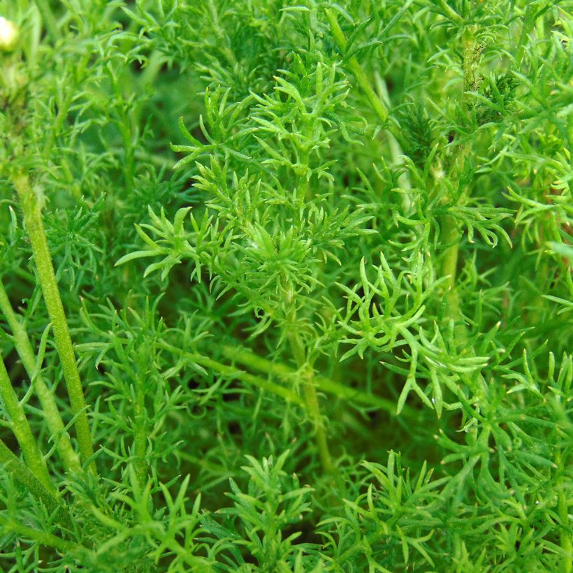 Chamaemelum nobile Ligulosum (Folhagem)