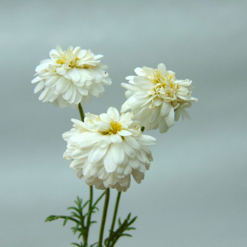 Camomille Romaine - Chamaemelum nobile Treneague (Floraison)