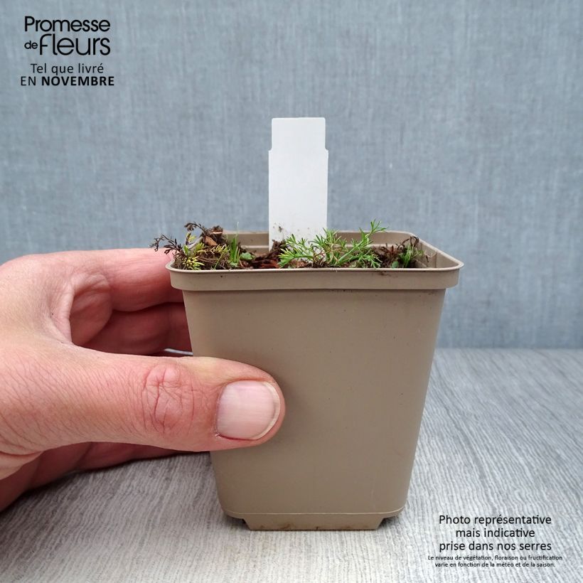 Spécimen de Camomille Romaine - Chamaemelum nobile Treneague Godet de 8/9 cm tel que livré en automne