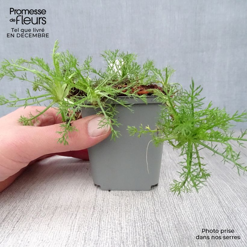 Spécimen de Camomille Romaine - Chamaemelum nobile Treneague Godet de 8/9 cm tel que livré en hiver