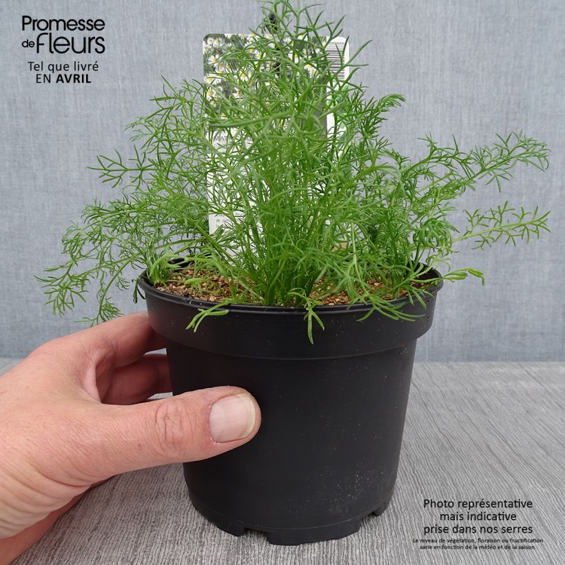 Spécimen de Camomille allemande - Matricaria recutita (chamomilla) Pot de 1,5L/2L tel que livré au printemps