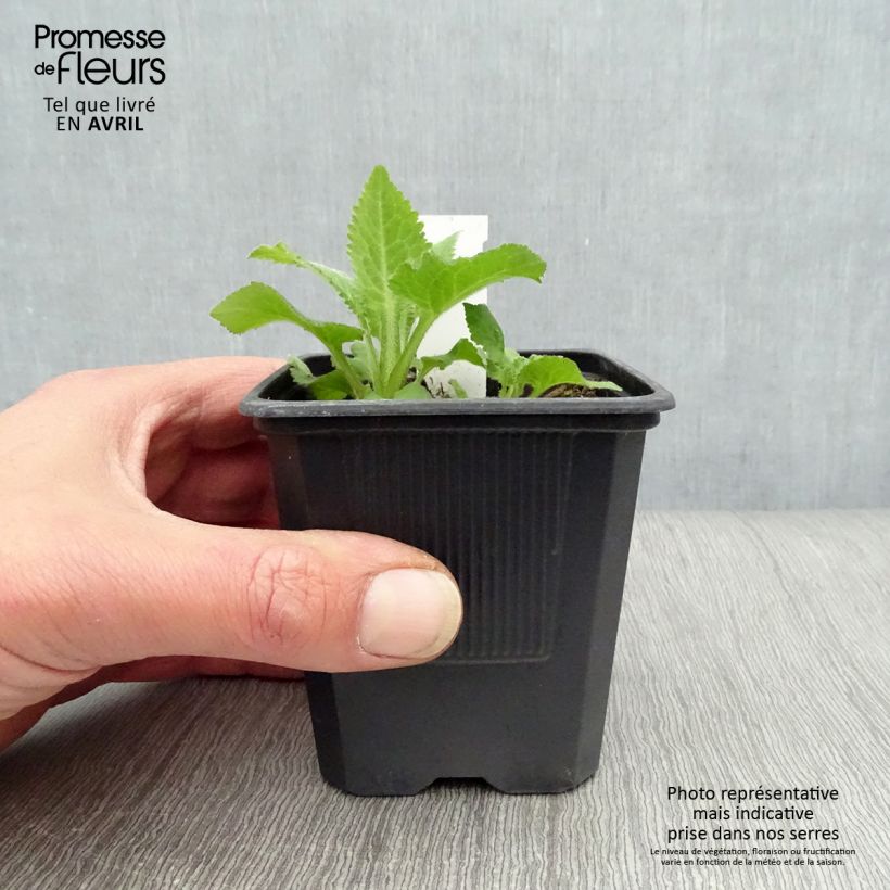 Campanula Sarastro Maceta de 8/9 cm Ejemplar entregado en la primavera