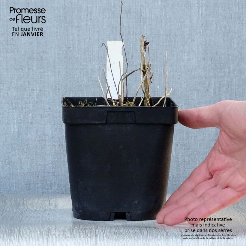 Spécimen de Campanula Sarastro - Campanule hybride Pot de 2L/3L tel que livré en hiver