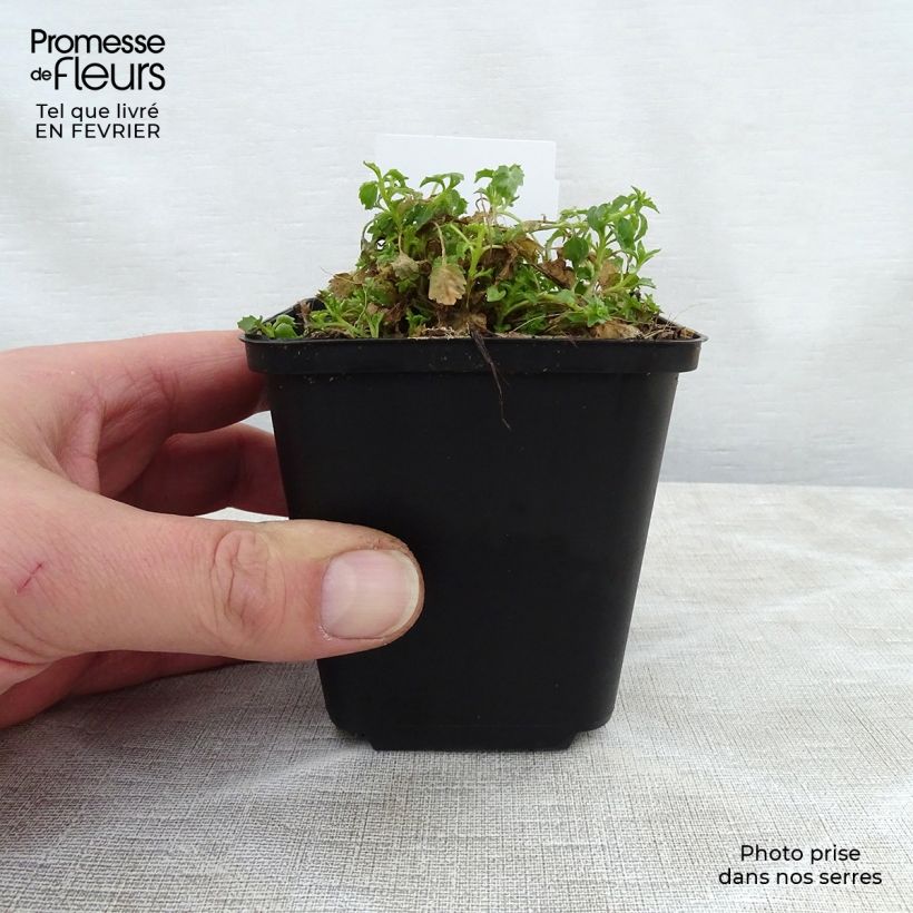 Spécimen de Campanula cochleariifolia Alba - Campanule à feuilles de cochléaire  Godet de 8/9 cm tel que livré en hiver