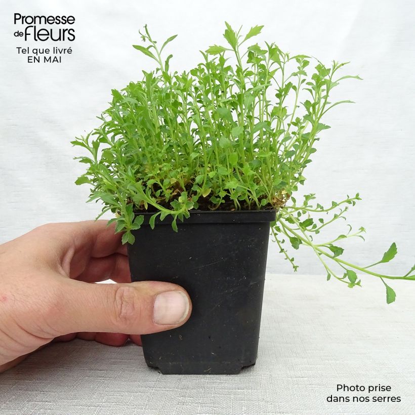 Spécimen de Campanula cochleariifolia Alba - Campanule à feuilles de cochléaire  Godet de 8/9 cm tel que livré au printemps