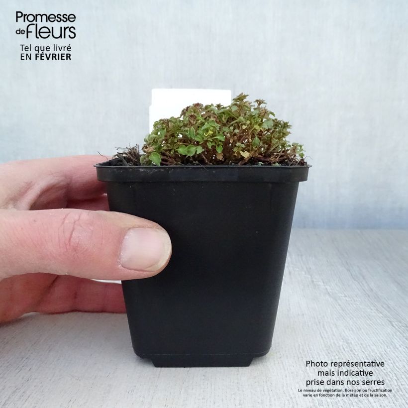 Spécimen de Campanula cochleariifolia - Campanule à feuilles de cochléaire Godet de 8/9 cm tel que livré en hiver