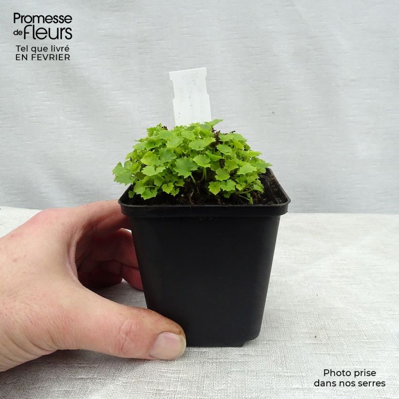 Spécimen de Campanula garganica Dickson s Gold - Campanule étoilée Godet de 8/9 cm tel que livré en hiver