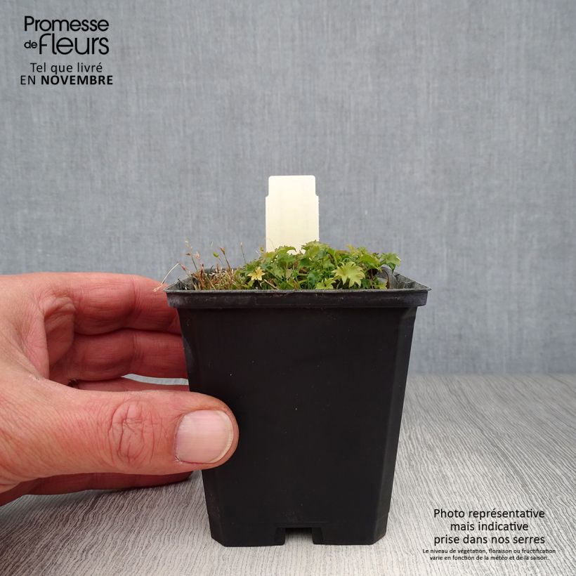 Spécimen de Campanula garganica Godet de 8/9 cm tel que livré en automne