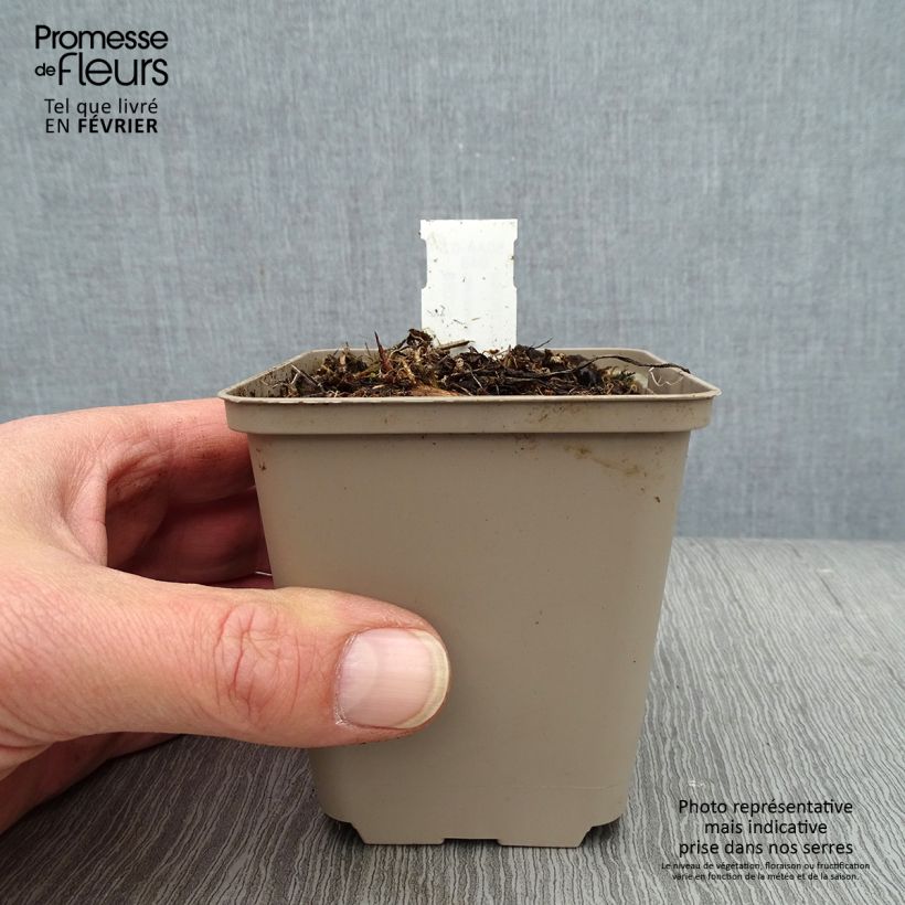 Spécimen de Campanula glomerata Genti Twisterbell Godet de 8/9 cm tel que livré en hiver