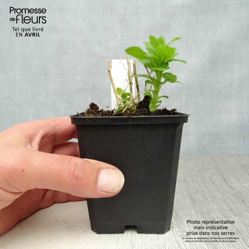 Spécimen de Campanule lactiflora Alba Godet de 8/9 cm tel que livré au printemps