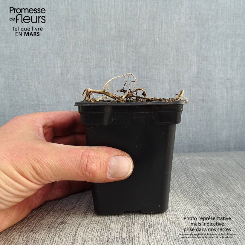 Spécimen de Campanula lactiflora Blue Pouffe - Campanule laiteuse Godet de 7/8 cm tel que livré en hiver