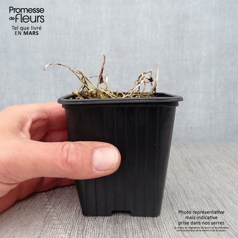 Spécimen de Campanula lactiflora Blue Pouffe - Campanule laiteuse Godet de 7/8 cm tel que livré au printemps