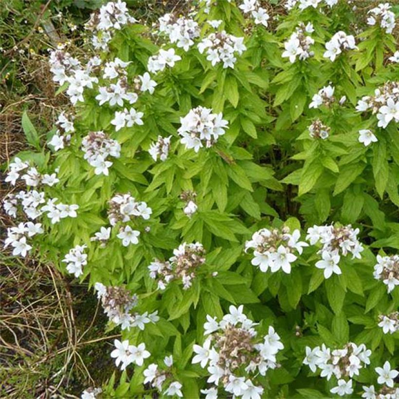 Campânula lactiflora White Pouffe (Floração)