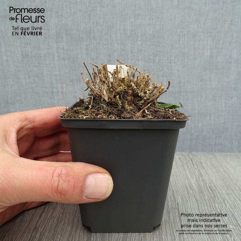 Spécimen de Campanula lactiflora White Pouffe - Campanule laiteuse Godet de 8/9 cm tel que livré en hiver