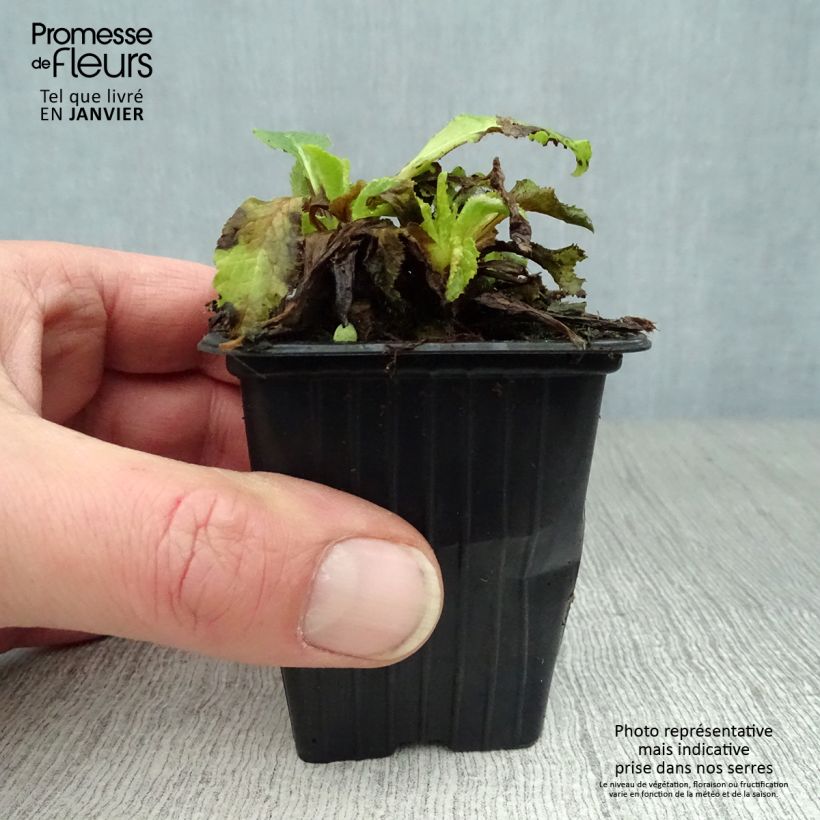 Spécimen de Campanula medium bleue - Campanule carillon Godet de 7/8 cm tel que livré en hiver