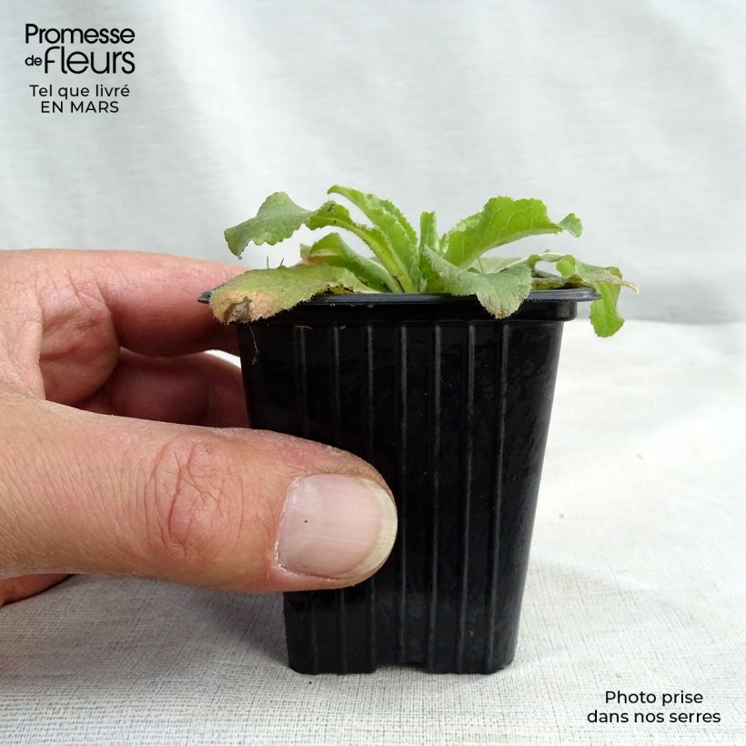 Spécimen de Campanula medium bleue - Campanule carillon Godet de 7/8 cm tel que livré au printemps