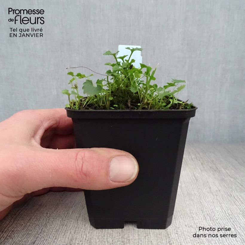 Spécimen de Campanula portenschlagiana Resholt Variety - Campanule des Murets  Godet de 8/9 cm tel que livré en hiver