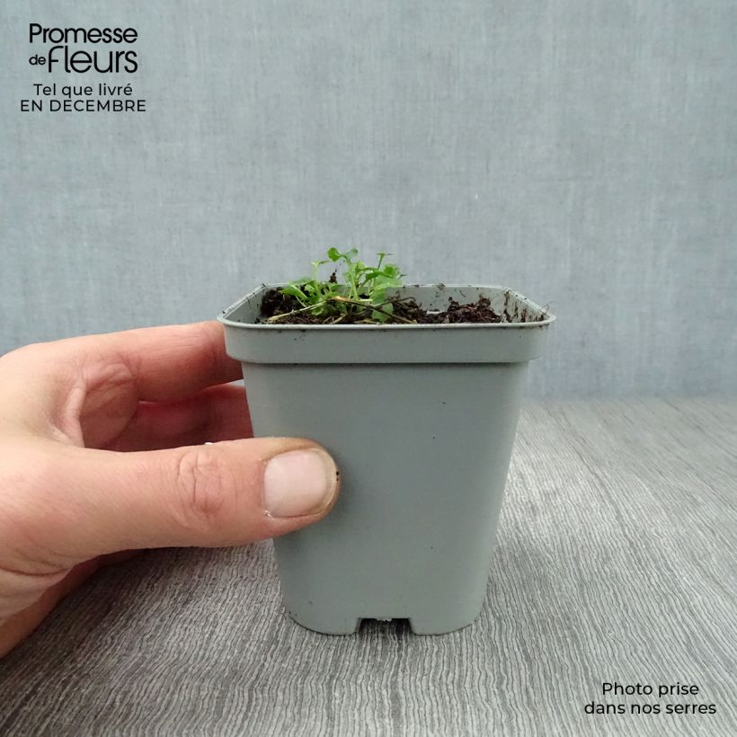Spécimen de Campanula poscharskyana E.H. Frost - Campanule des Murets Godet de 8/9 cm tel que livré en hiver