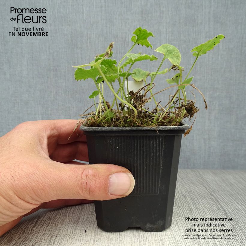 Spécimen de Campanula poscharskyana Lisduggan Variety - Campanule des Murets Godet de 8/9 cm tel que livré en automne