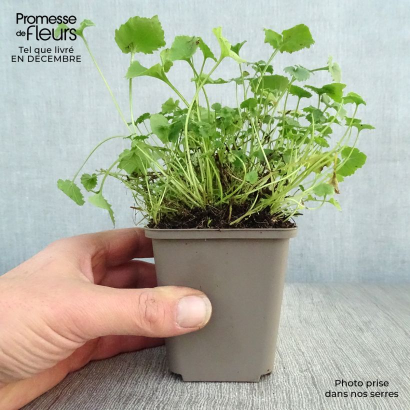 Spécimen de Campanula poscharskyana Lisduggan Variety - Campanule des Murets Godet de 8/9 cm tel que livré en hiver