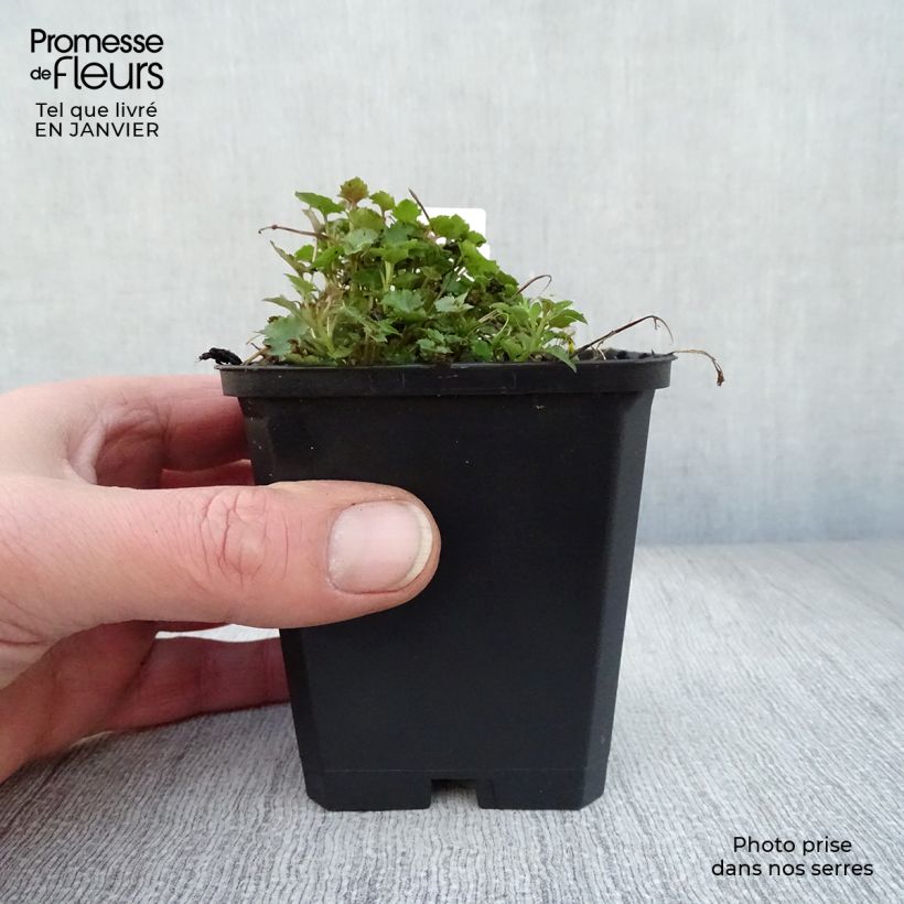 Spécimen de Campanula poscharskyana Stella - Campanule des Murets Godet de 8/9 cm tel que livré en hiver