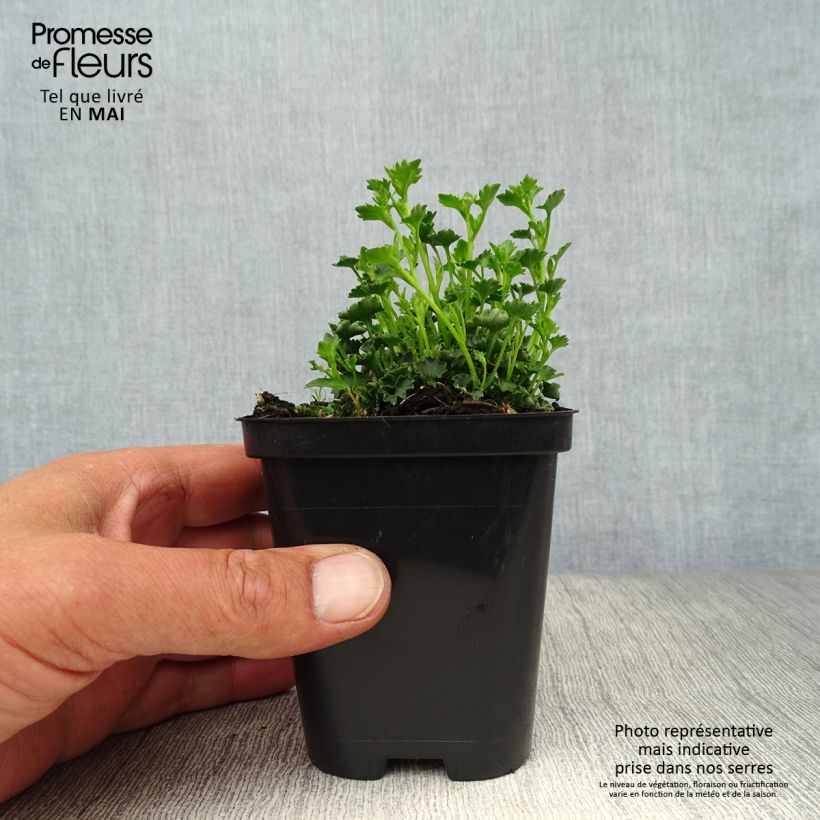 Spécimen de Campanula poscharskyana Stella - Campanule des Murets Godet de 8/9 cm tel que livré au printemps