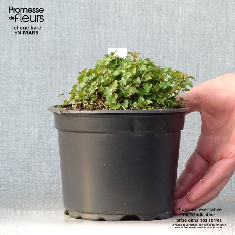 Spécimen de Campanula poscharskyana Stella - Campanule des Murets Pot de 2L/3L tel que livré au printemps