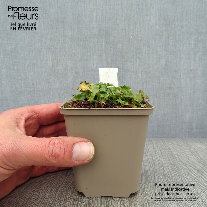 Spécimen de Campanula poscharskyana Trollkind - Campanule des Murets Godet de 8/9 cm tel que livré en hiver