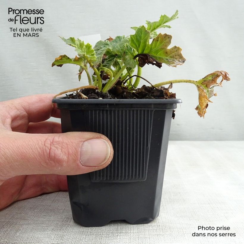 Exemplar von Campanula poscharskyana Trollkind - Hängepolster-Glockenblume Kleine Töpfe von 8/9 cm wie im Frühjahr geliefert