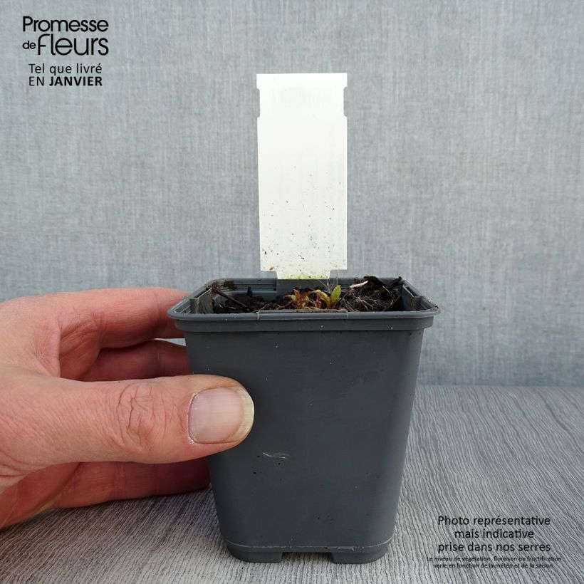 Spécimen de Campanula punctata Rubriflora - Campanule ponctuée Godet de 8/9 cm tel que livré en hiver