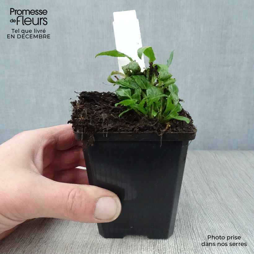 Spécimen de Campanula rapunculoides - Campanule fausse raiponce Godet de 8/9 cm tel que livré en hiver