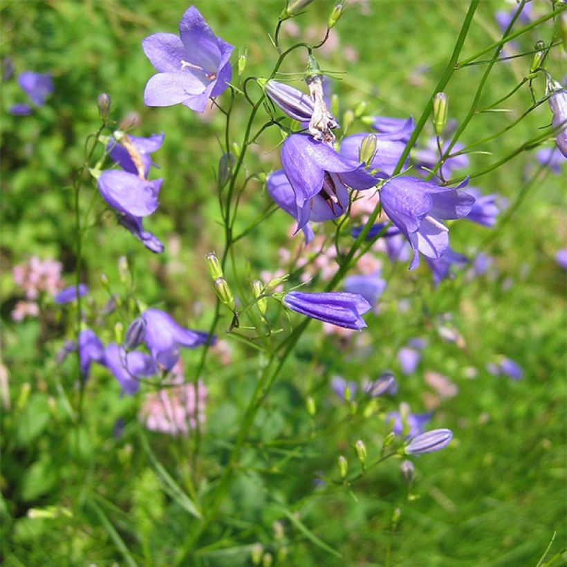 Campanula rotundifolia (Hábito)
