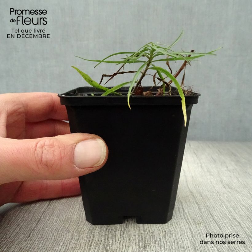 Spécimen de Campanula rotundifolia - Campanule à feuilles rondes Godet de 8/9 cm tel que livré en hiver