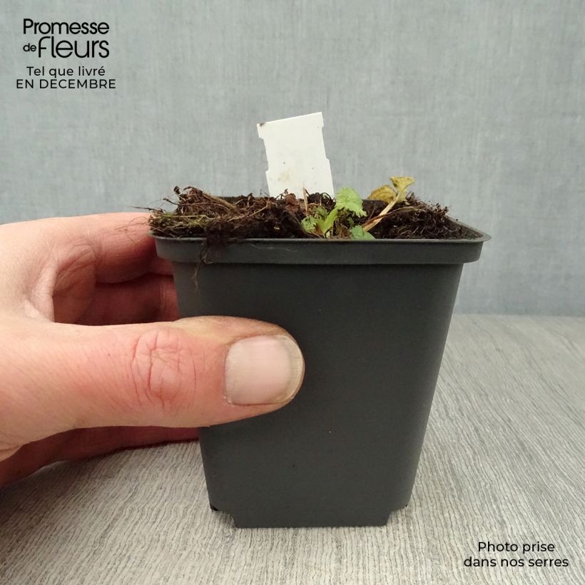 Spécimen de Campanula trachelium - Campanule gantelée Godet de 8/9 cm tel que livré en hiver
