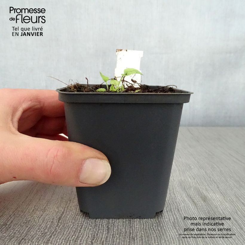 Spécimen de Campanula trachelium Bernice - Campanule gantelée Godet de 8/9 cm tel que livré en hiver