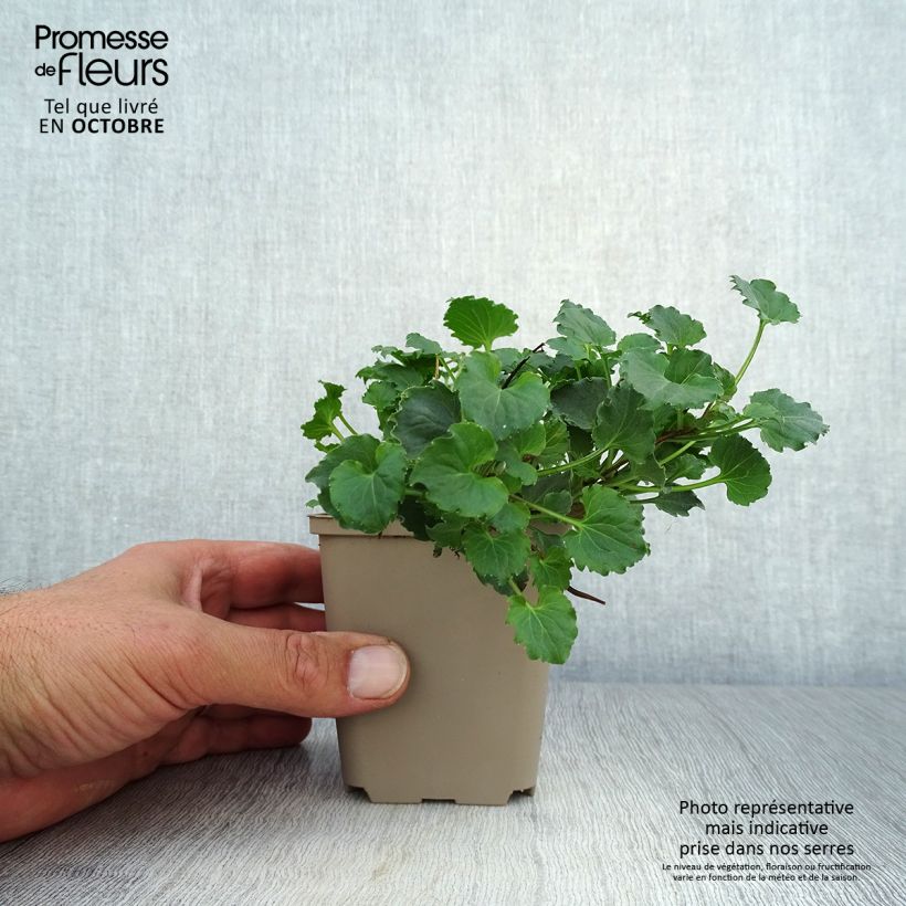 Spécimen de Campanule - Campanula Royal Wave Godet de 8/9 cm tel que livré en automne