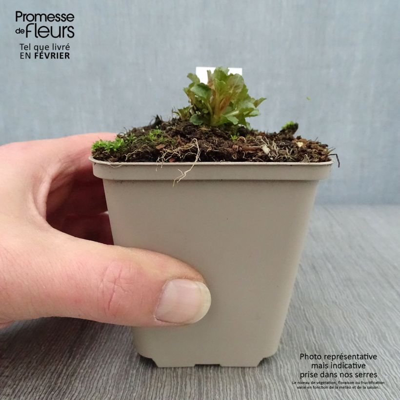 Spécimen de Campanule - Campanula Royal Wave Godet de 8/9 cm tel que livré en hiver