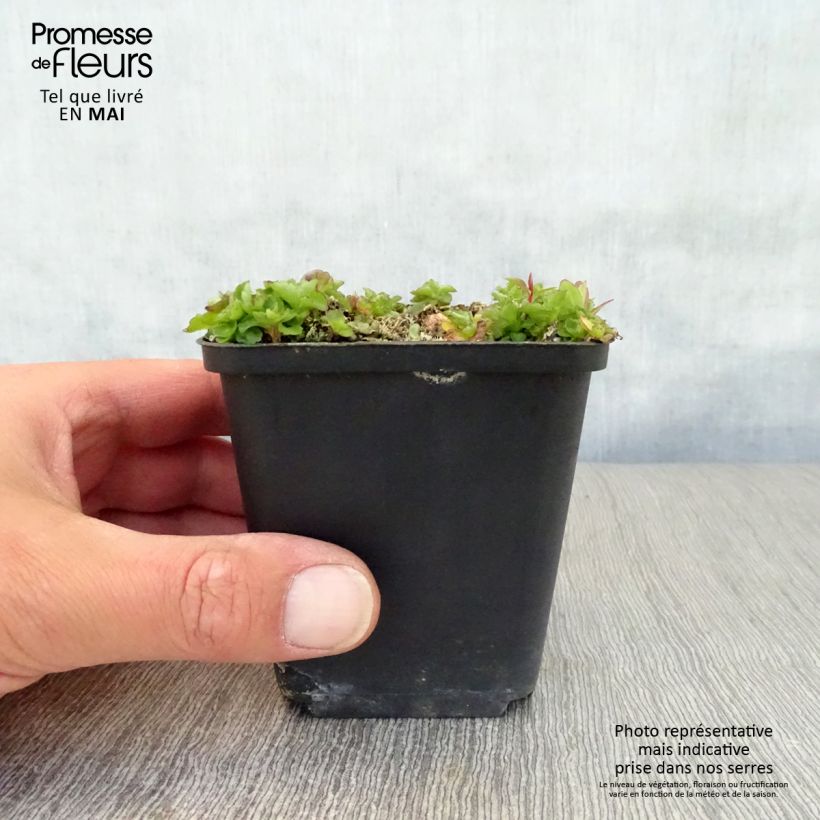 Spécimen de Campanule G.F. Wilson Godet de 8/9 cm tel que livré au printemps