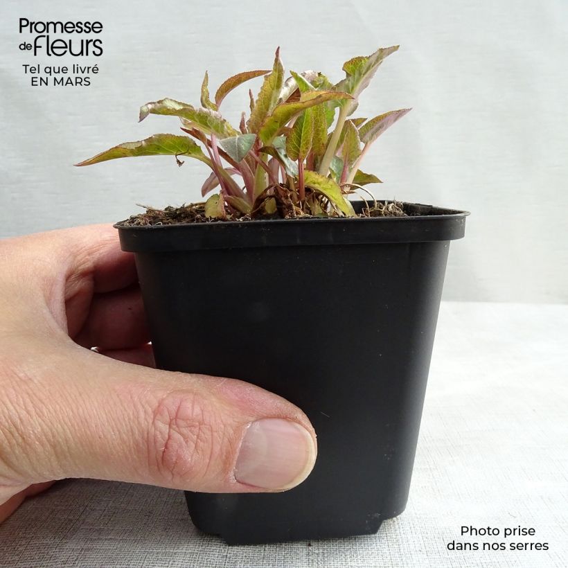 Spécimen de Campanule à bouquets - Campanula glomerata Superba Godet de 8/9 cm tel que livré en hiver