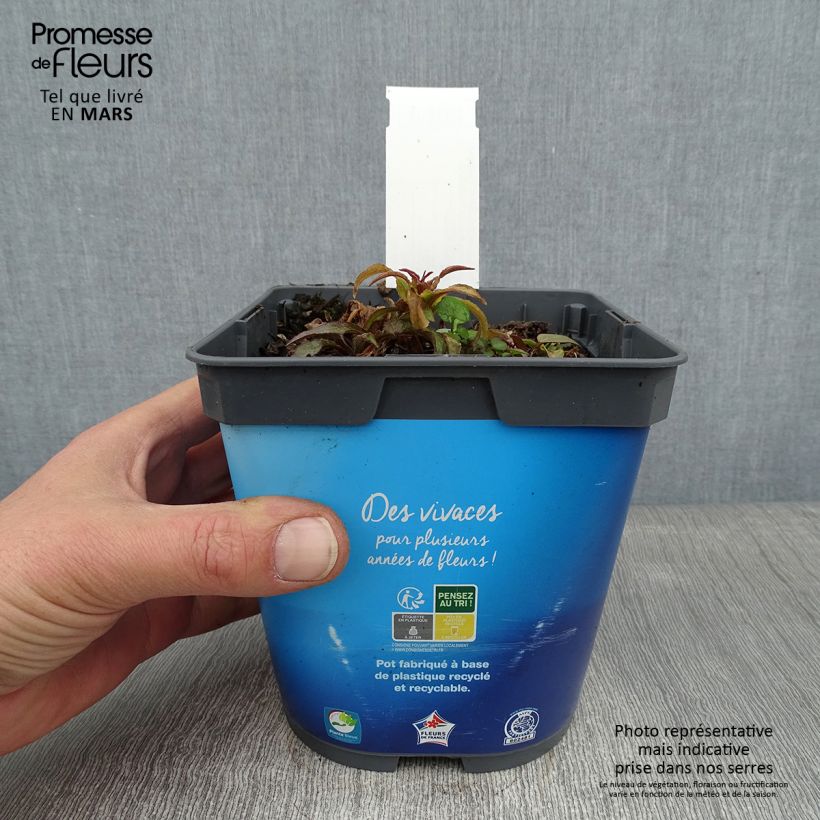 Spécimen de Campanule à bouquets - Campanula glomerata Superba Pot de 2L/3L tel que livré en hiver