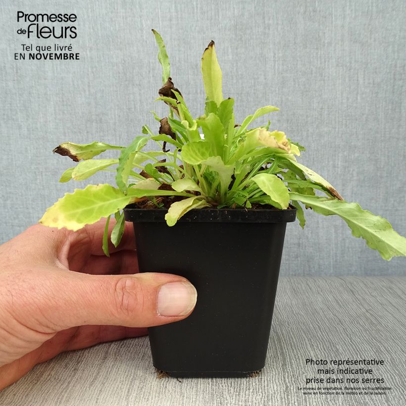 Spécimen de Campanule à feuilles de pêcher - Campanula persicifolia Alba Godet de 8/9 cm tel que livré en automne